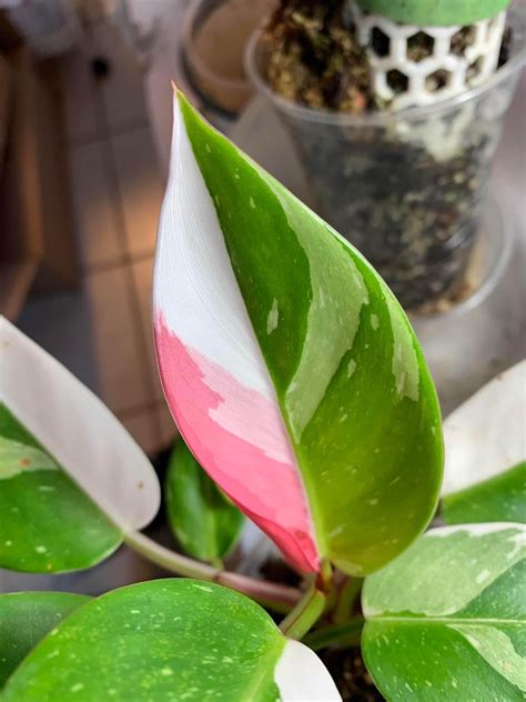 philodendron white and pink